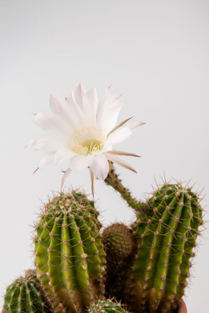 Macro close up of light pink flowers of cactus. Cactus in Bloom. Blooming cactus flower. A stunning bright pink tender echinopsis spiky cactus flower, a natural wonder.の写真素材