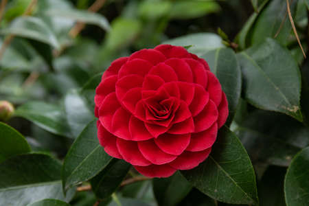 Blossom of camelia japonica, Uso Otome variety, lpetal camellia, japanese camellia.の写真素材