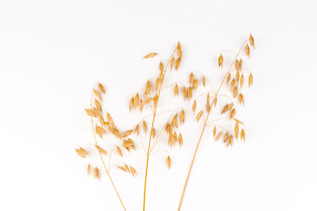 a bright closeup of a bunch of golden ripe Avena sativa common oat wheat rye grain relict crop...