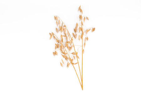 a bright closeup of a bunch of golden ripe Avena sativa common oat wheat rye grain relict crop health food ready for harvest isolated on whiteの写真素材