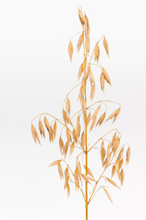 a bright closeup of a bunch of golden ripe Avena sativa common oat wheat rye grain relict crop health food ready for harvest isolated on whiteの写真素材