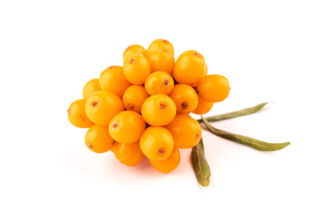 Sea-buckthorn yellow berries branch on a white background