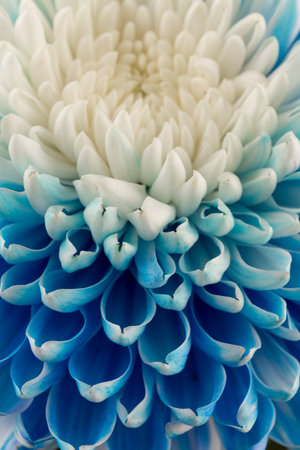 Blue and white chrysanthemum head flower. Floral blue background. close-up. Nature.の写真素材