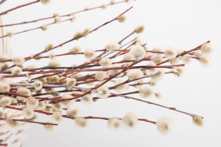 Easter basket with pussy willow tree branches on white background.