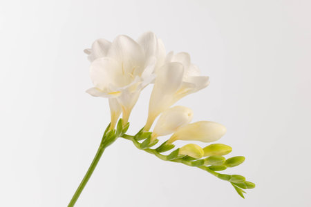 Branch white freesia isolated on white background. beautiful flowerの写真素材