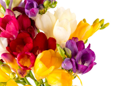 Bouquet yellow, red and violet freesia isolated on white background. beautiful flowerの写真素材