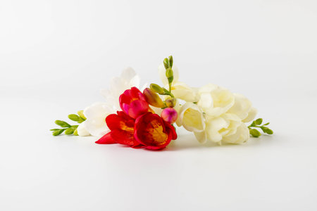 Bouquet White, red freesia isolated on white background. beautiful flowerの写真素材
