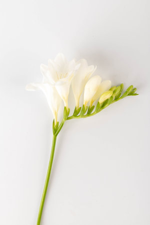 Branch white freesia isolated on white background. beautiful flowerの写真素材