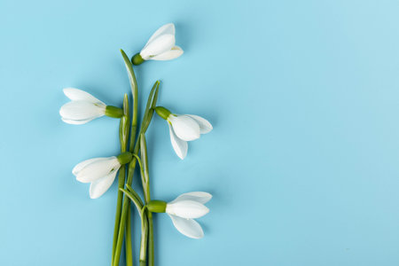 snowdrop. White spring flower close-up with copy space.の写真素材