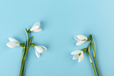 snowdrop. White spring flower close-up with copy space.の写真素材