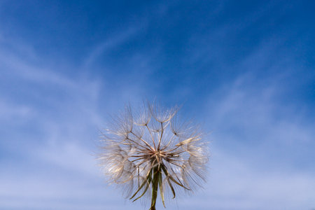 close up of white dandelion on blue background with copy space for textの写真素材