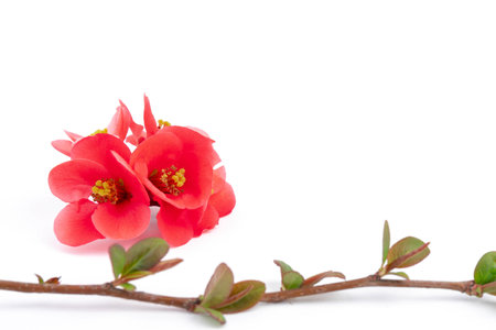 Spring cherry flowers isolated on white background. flowers composition. Frame made of branches of Japanese quince on white background.の写真素材