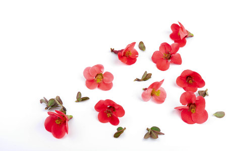 Spring cherry flowers isolated on white background. flowers composition. Frame made of branches of Japanese quince on white background.の写真素材