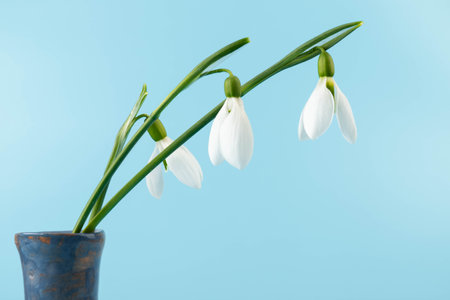 snowdrop. White spring flower close-up with copy space.の写真素材