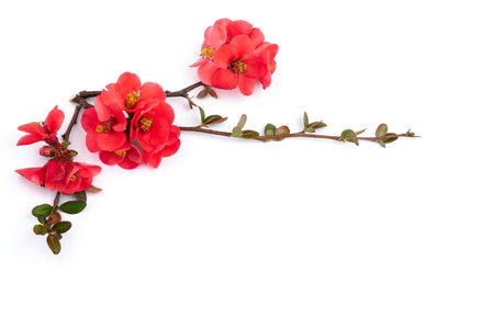 Spring cherry flowers isolated on white background. flowers composition. Frame made of branches of Japanese quince on white background.の写真素材