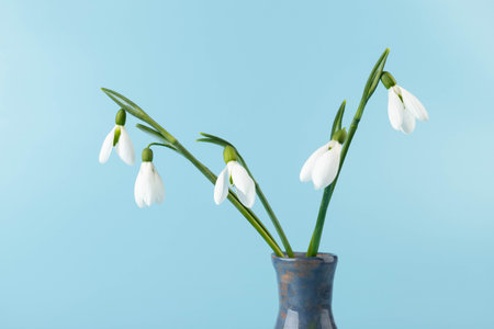 snowdrop. White spring flower close-up with copy space.の写真素材