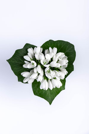 snowdrop. White spring flower close-up with copy space.の写真素材