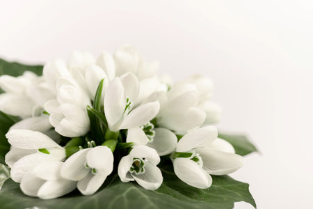 snowdrop. White spring flower close-up with copy space.の写真素材