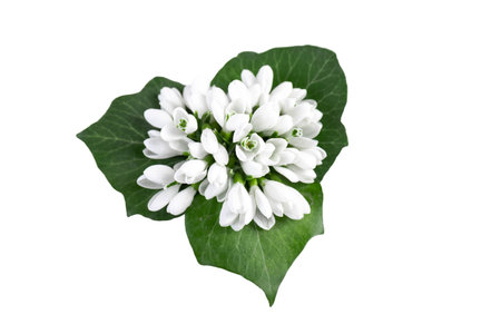 snowdrop. White spring flower close-up with copy space.の写真素材