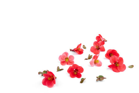 Spring cherry flowers isolated on white background. flowers composition. Frame made of branches of Japanese quince on white background.の写真素材