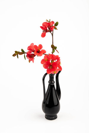 Spring cherry flowers isolated on white background. flowers composition. Frame made of branches of Japanese quince on white background.の写真素材