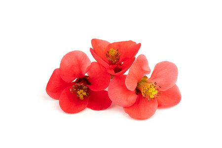 Spring cherry flowers isolated on white background. flowers composition. Frame made of branches of Japanese quince on white background.の写真素材