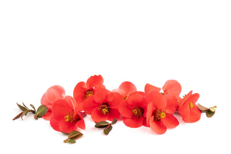 Spring cherry flowers isolated on white background. flowers composition. Frame made of branches of Japanese quince on white background.の写真素材