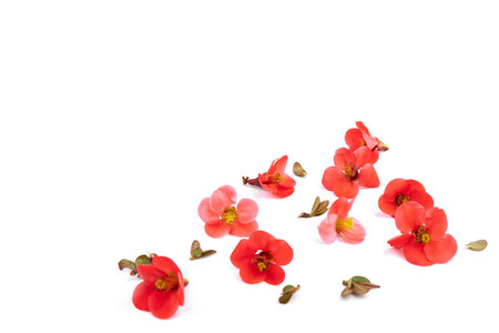 Spring cherry flowers isolated on white background. flowers composition. Frame made of branches of Japanese quince on white background.の写真素材