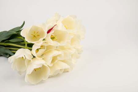 Fresh beautifull bouquet of white spring tulips on white background. spring concept.の写真素材