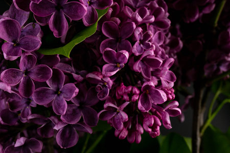 Beautifull Lilac (lat.Syringa vulgaris) closeup in the spring on a black background.の写真素材