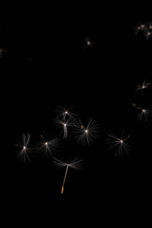 Close-up of dandelion isolated on a black background.