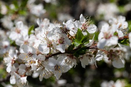 Beautiful branches of blossoming plums in spring on a perfect sunny day. spring background.の写真素材