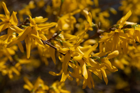 Arabesques of forsythia flowers in a garden, closeup of photoの写真素材