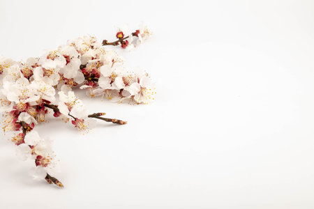 Branch with apricot flowers isolated on white background. top view. flat layの写真素材