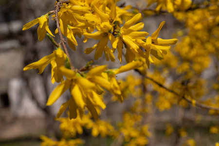 Arabesques of forsythia flowers in a garden, closeup of photoの写真素材