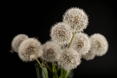 Dandelion with a breeze blowing the seeds in a studio on a black background.