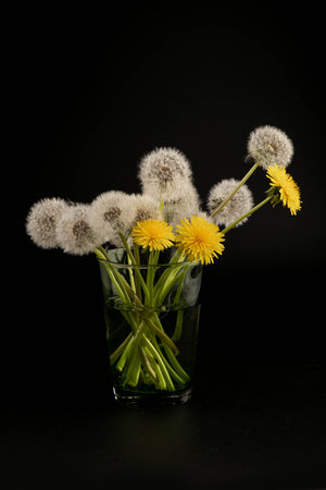 Bunch of white fluffy dandelions on dark background.の写真素材