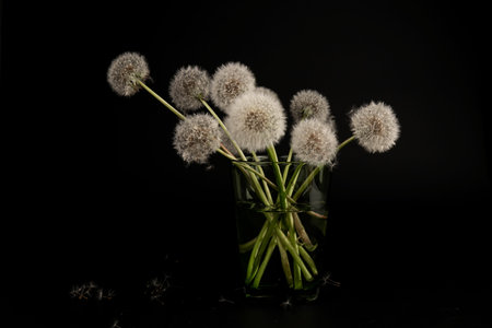 Bunch of white fluffy dandelions on dark background.の写真素材