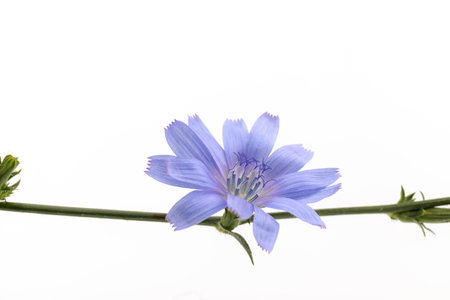 Chicory flowers on white background. Macro. Chicory isolated. Flowers of chicory for package design.の写真素材