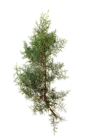 Thuja branch isolated on white background. Cypress plant on white. Cedar branch isolated on white background. Evergreen thuja isolated on white background.の写真素材