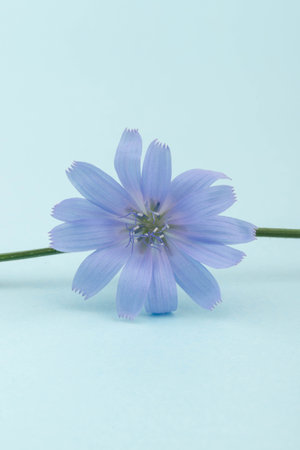 Chicory flowers on blue background. Macro. Flowers of chicory for design.の写真素材