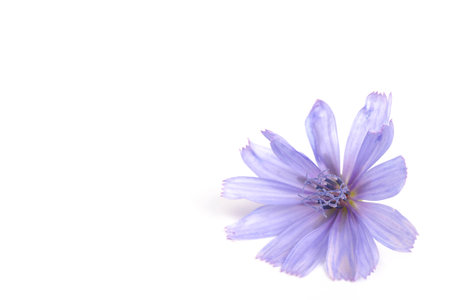 Chicory flowers on white background. Macro. Chicory isolated. Flowers of chicory for package design.の写真素材