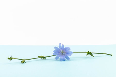Chicory flowers on blue background. Macro. Flowers of chicory for design.の写真素材