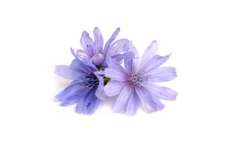 Chicory flowers on white background. Macro. Chicory isolated. Flowers of chicory for package design.の写真素材