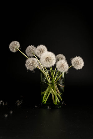 Bunch of white fluffy dandelions on dark background.の写真素材