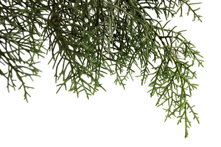 Thuja branch isolated on white background. Cypress plant on white. Cedar branch isolated on white background. Evergreen thuja isolated on white background.の写真素材
