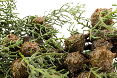 Thuja branch isolated on white background. Cypress plant on white. Cedar branch isolated on white background. Evergreen thuja isolated on white background.の写真素材