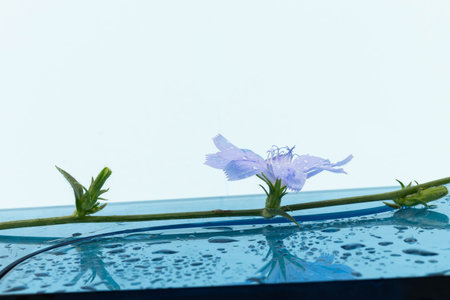 Chicory flowers on blue background. Macro. Flowers of chicory for design.の写真素材