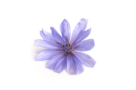 Chicory flowers on white background. Macro. Chicory isolated. Flowers of chicory for package design.の写真素材