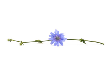 Chicory flowers on white background. Macro. Chicory isolated. Flowers of chicory for package design.の写真素材